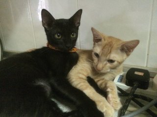 Dash &amp; Tommy  - Domestic Short Hair Cat