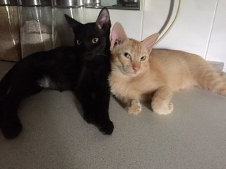 Dash &amp; Tommy  - Domestic Short Hair Cat