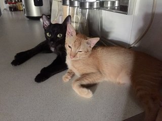 Dash &amp; Tommy  - Domestic Short Hair Cat