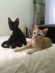 Dash &amp; Tommy  - Domestic Short Hair Cat