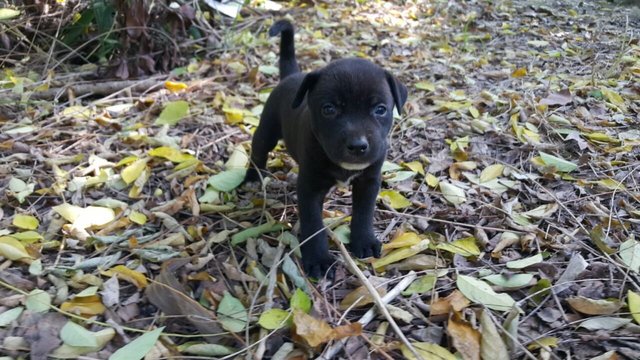 Puppies For Adoption - Mixed Breed Dog