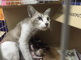 Amber is a proud mummy of 3 very beautiful kittens =)