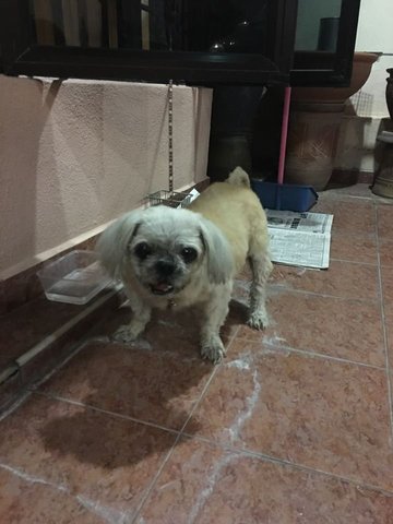 A Lost Pekingese - Pekingese Dog