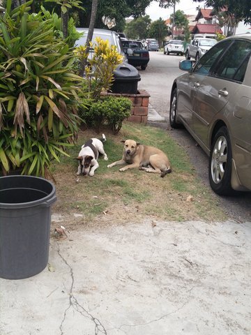 2 Lost Ladies In Ss19 Subang Jaya - Mixed Breed Dog