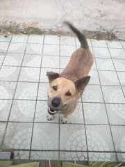 2 Lost Ladies In Ss19 Subang Jaya - Mixed Breed Dog