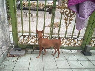 2 Lost Ladies In Ss19 Subang Jaya - Mixed Breed Dog