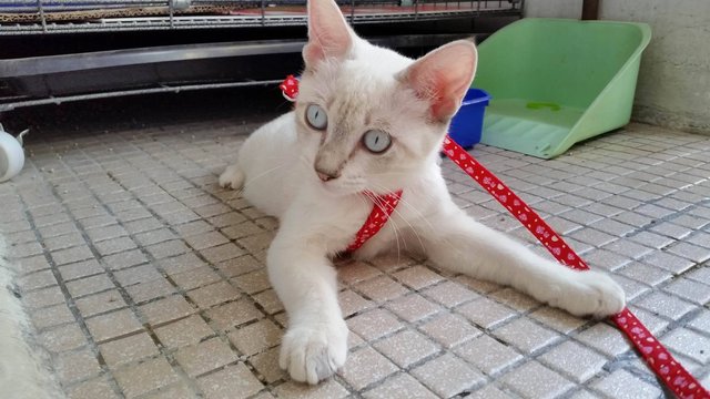 小白(Little White) - Siamese Cat