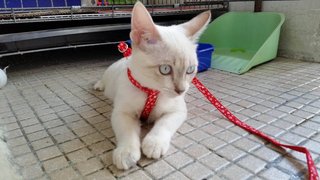 小白(Little White) - Siamese Cat