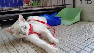 小白(Little White) - Siamese Cat