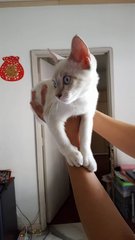 小白(Little White) - Siamese Cat