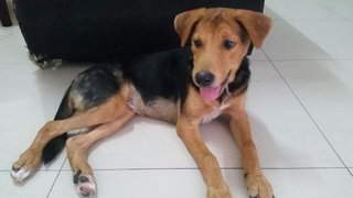 I'm Junior, a German Shepherd Mix Breed, 4 month old male puppy