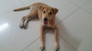 I'm GG, a German Shepherd Mix, 4 month old female puppy