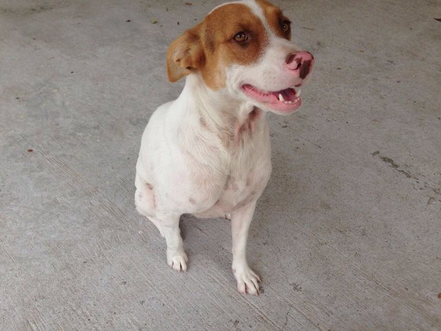 Urgent - Owner Leaving  - Mixed Breed Dog