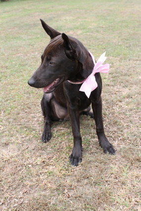 Brownie - Mixed Breed Dog