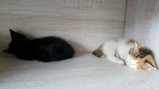 Tired kittens 