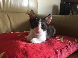 Sox - Tuxedo Cat