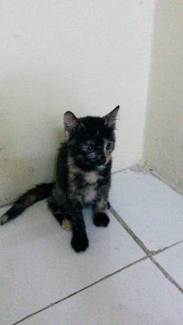 Shy Kittens - Domestic Short Hair Cat