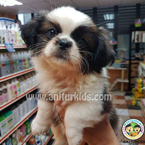 Adorable Japanese Chin 1puppy - Japanese Chin Dog