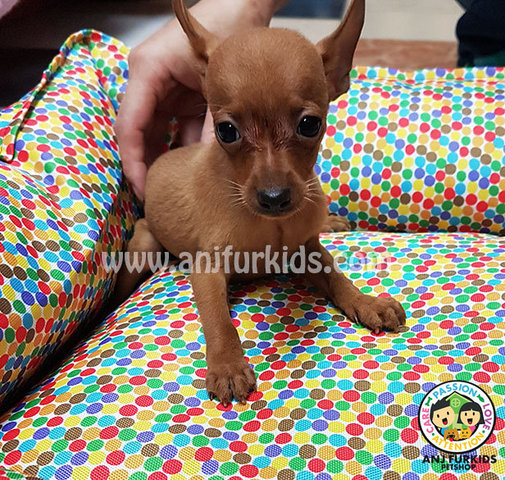 Dgfdgfdg - Miniature Pinscher Dog