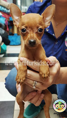 Dgfdgfdg - Miniature Pinscher Dog