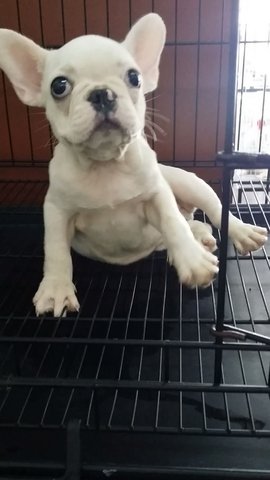 Purewhite  French Bulldog Puppy F30 - French Bulldog Dog