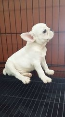 Purewhite  French Bulldog Puppy F30 - French Bulldog Dog