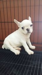 Purewhite  French Bulldog Puppy F30 - French Bulldog Dog