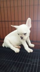 Purewhite  French Bulldog Puppy F30 - French Bulldog Dog