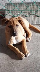 Little B (Male) - Mixed Breed Dog