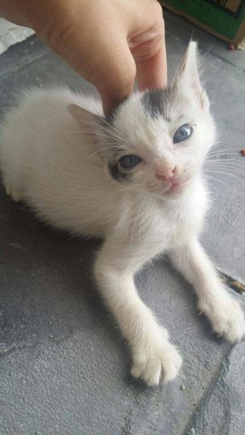 Husky, Spot, And Little White - Tabby Cat