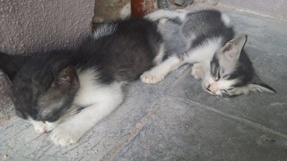 Husky and Spot sleeping