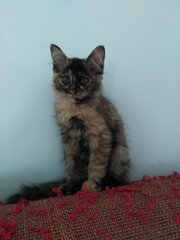 Pinky Nose - Maine Coon + Tortoiseshell Cat