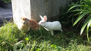 Bucky - English Lop Rabbit