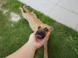 Casper - Mixed Breed Dog