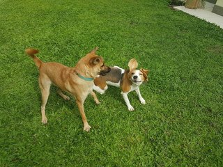 Casper - Mixed Breed Dog