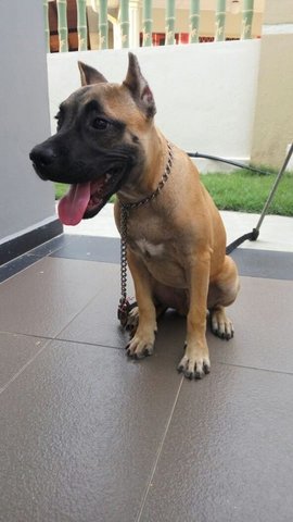 American Bully - American Bulldog Dog