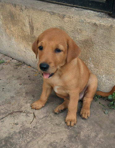 Kuchai Lama Pups - Labrador Retriever Mix Dog