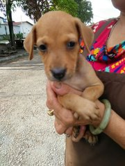 Oreen - Labrador Retriever Mix Dog