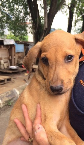 Oreen - Labrador Retriever Mix Dog