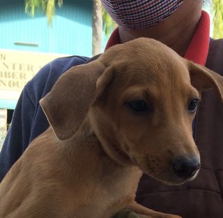 Oreen - Labrador Retriever Mix Dog