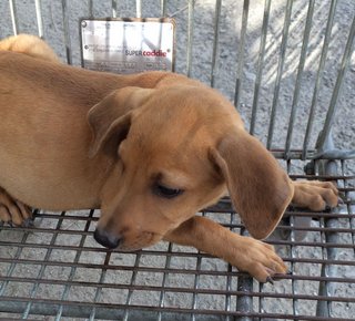 Oreen - Labrador Retriever Mix Dog