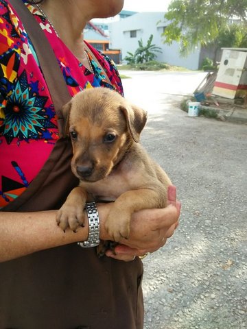 Seeta - Weimaraner Mix Dog