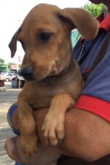 Seeta - Weimaraner Mix Dog