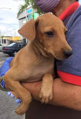 Seeta - Weimaraner Mix Dog