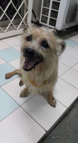 Silky Missing  - Mixed Breed Dog