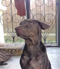 Gray - Mixed Breed Dog