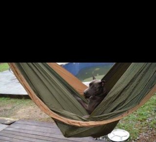 Relaxing in the hammock