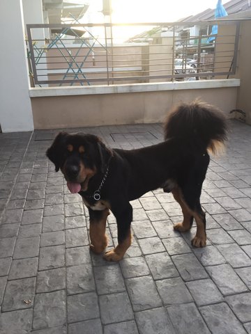 Tibetan Mastiff - Tibetan Mastiff Dog