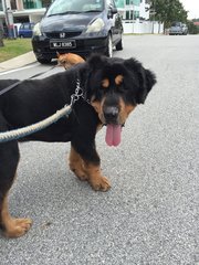 Tibetan Mastiff - Tibetan Mastiff Dog