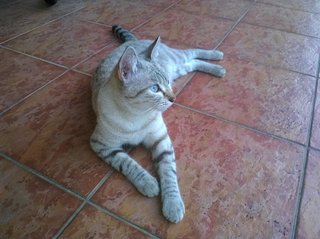 Kittin - British Shorthair Cat